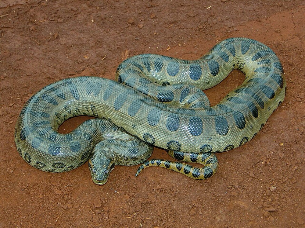 Green Anaconda (Eunectes murinus)