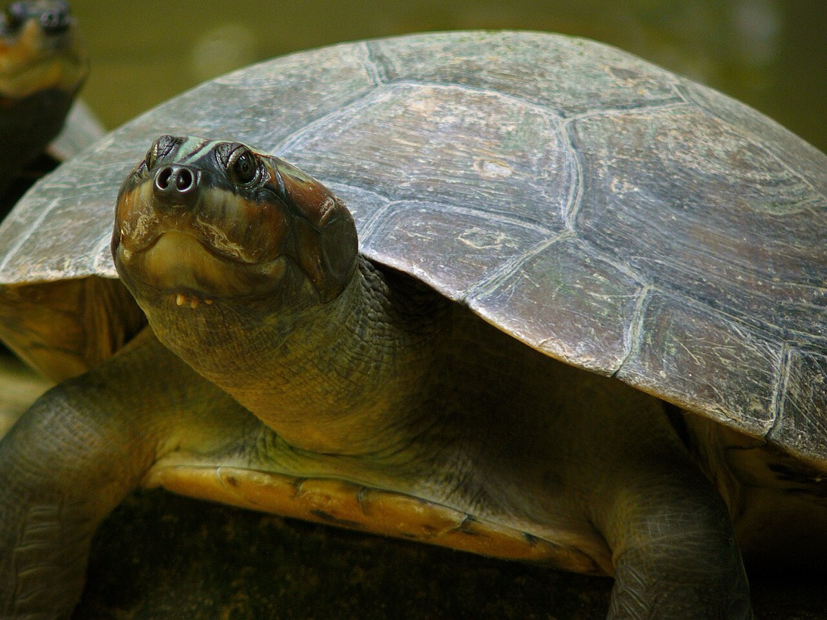 Arrau Turtle (Podocnemis expansa)