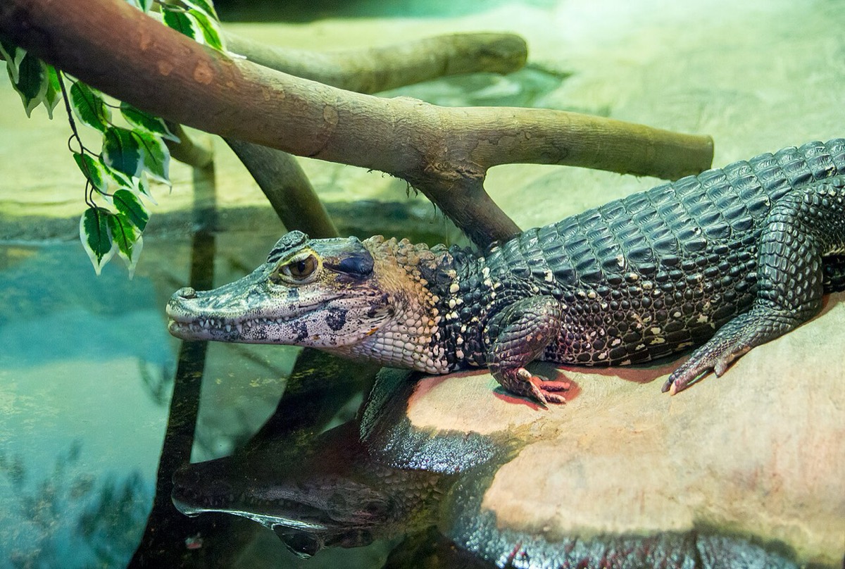 Black Caiman (Melanosuchus niger)