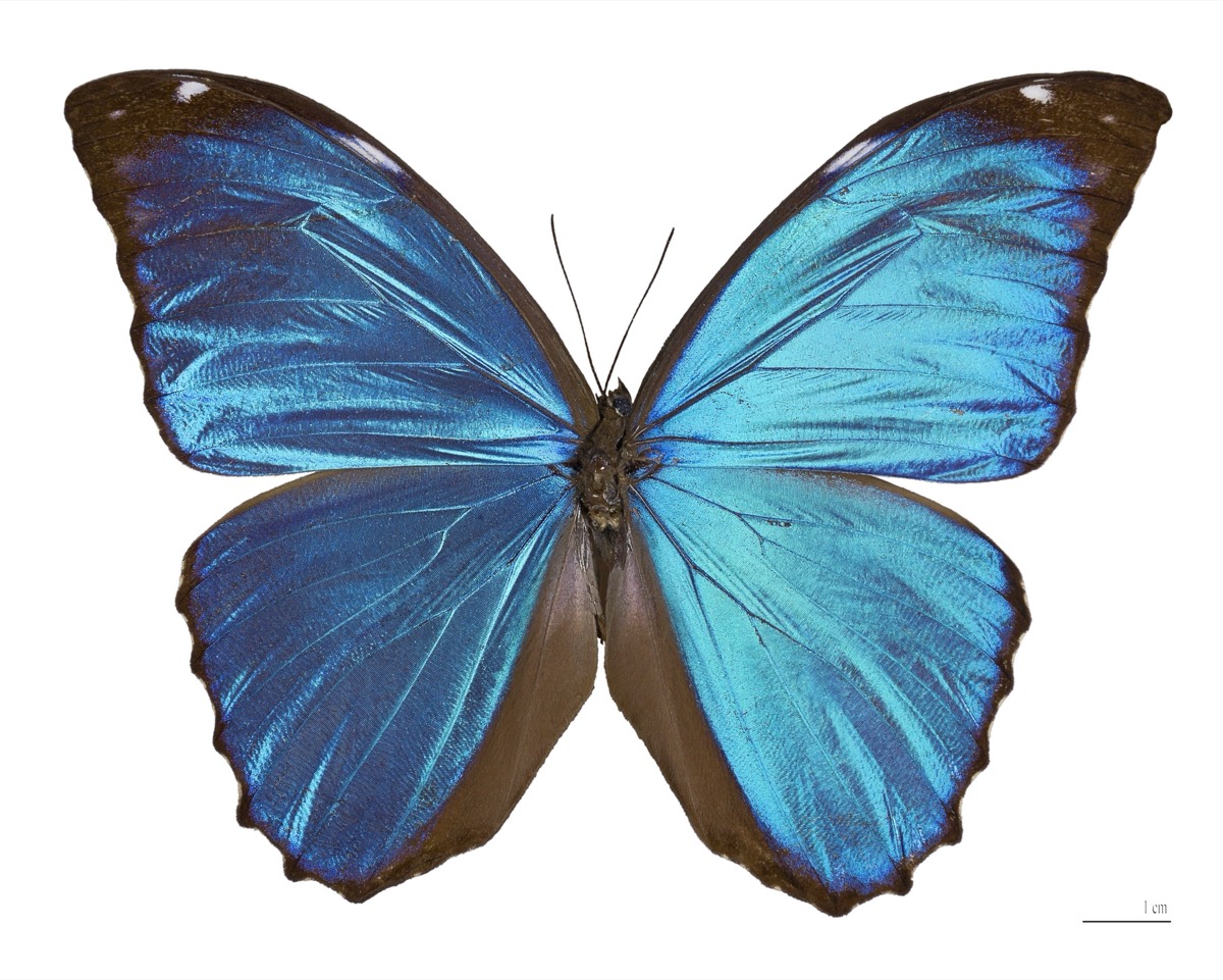 Blue Morpho (Morpho menelaus)