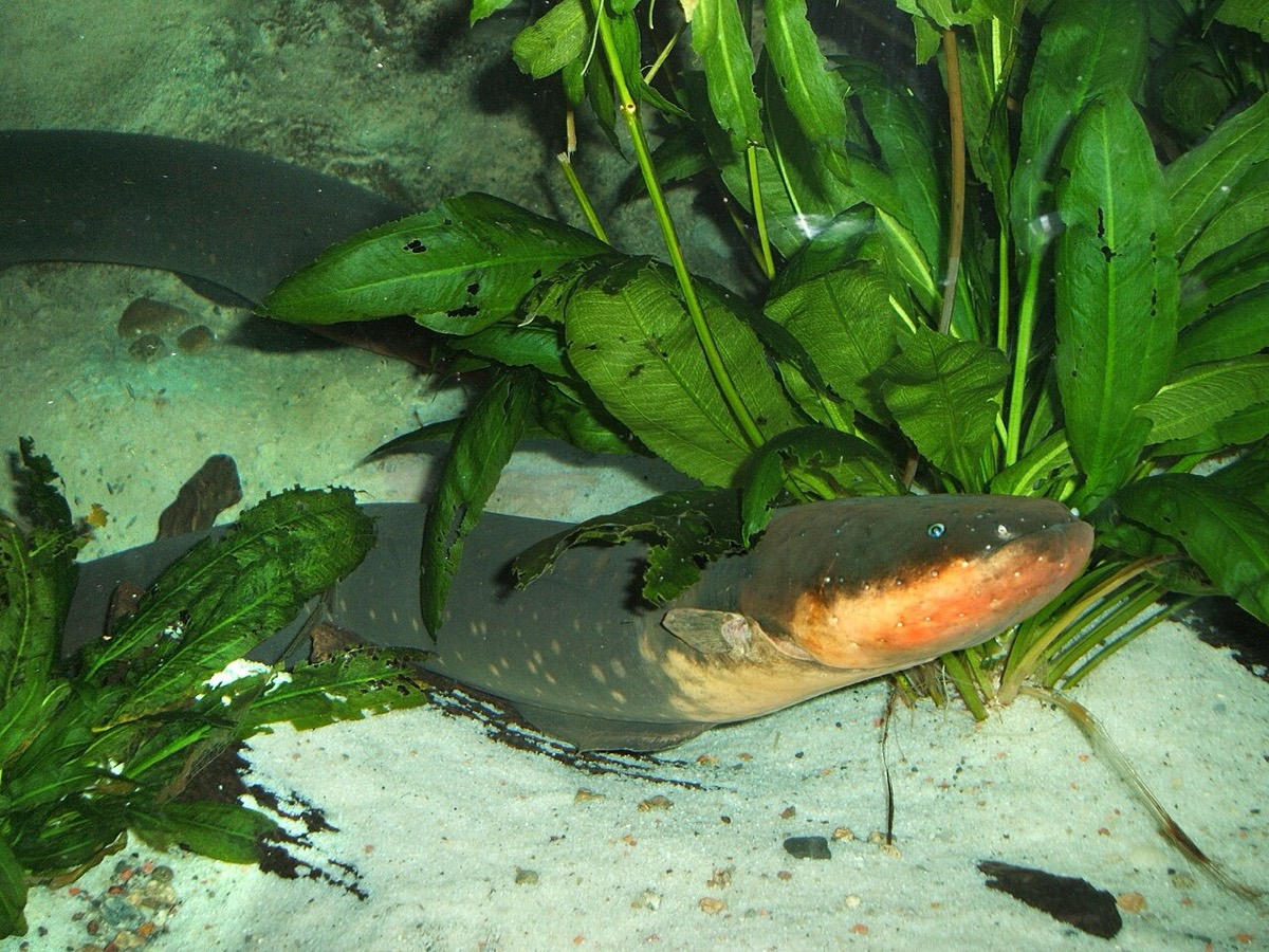 Electric Eel (Electrophorus electricus)