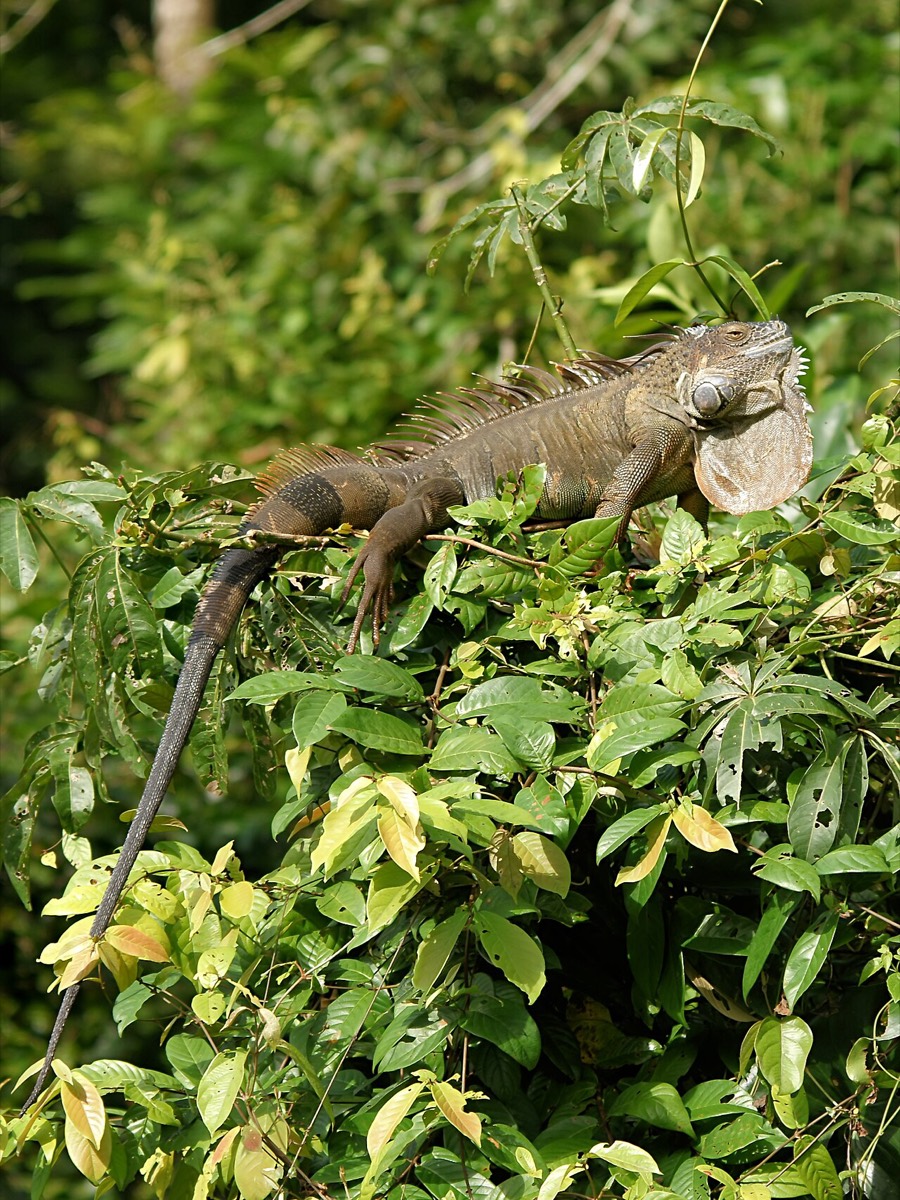 Green Iguana (Iguana iguana)