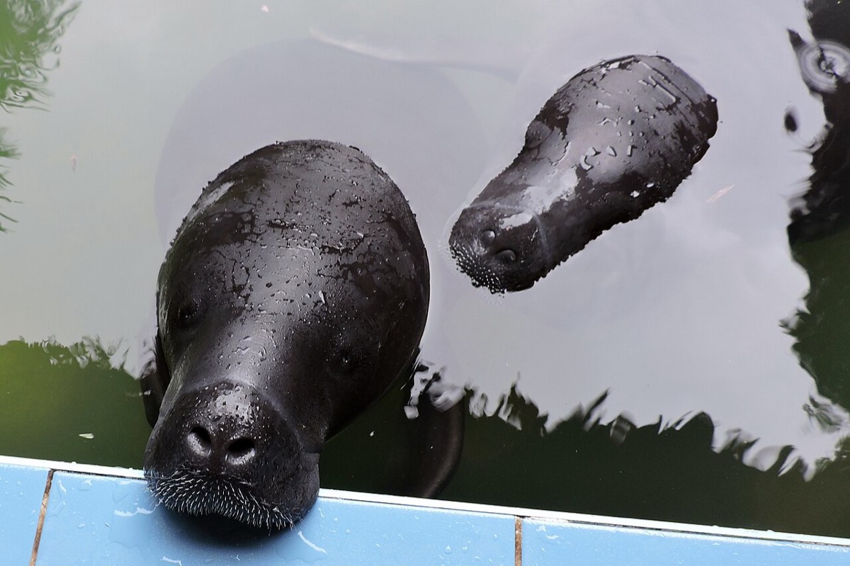 Amazonian Manatee (Trichechus inunguis)
