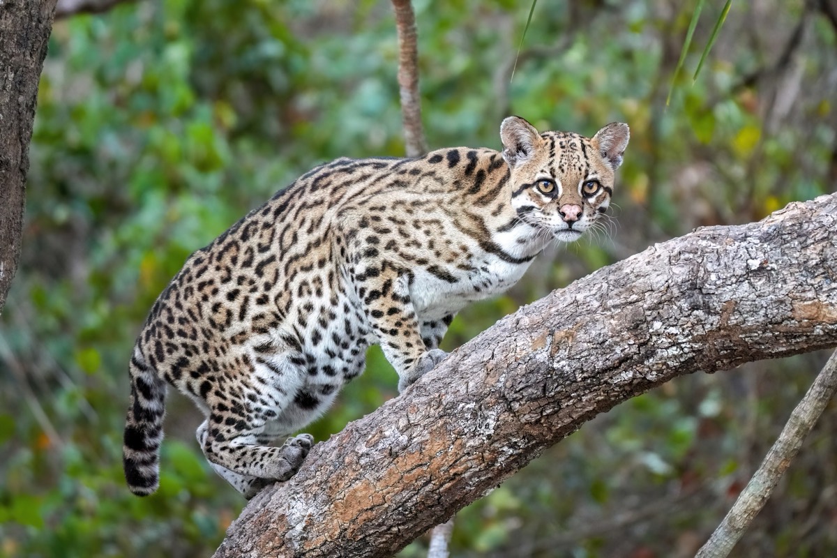 Ocelot (Leopardus pardalis)